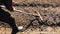 Farmer grinds the soil with a rake during spring