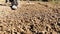 Farmer grinds the soil with a rake during spring