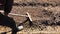 Farmer grinds the soil with a rake during spring