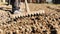 Farmer grinds the soil with a rake during spring