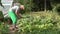 Farmer grower man with hat harvesting cucumbers vegetables yield on farm plantation. 4K