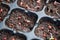 Farmer growing coriander seed in the soil at the home garden. Close up of red seed in the plastic tray. Organic faming vegetable