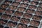 Farmer growing coriander seed in the soil at the home garden. Many hole of seed in the plastic tray. Organic faming vegetable in