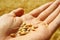 Farmer growing grain wheat background