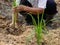 A farmer growing rice in field, green young rice in floating rice-field in tropical country, asian agriculture and framing,