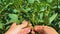 Farmer hand analyze green soybean in the field.