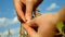 Farmer hand analyze soybean in the field against the blue sky.