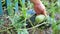 Farmer Hand Checks Organic Watermelon Growing on Eco Farm