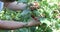 Farmer is hand collects organic raspberries. Ripe berry on branch in fruit garden/