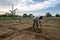 A farmer hand cultivates a crop at Sigiriya in Sri Lanka.