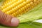 Farmer hand examining ripe corn