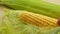 Farmer hand examining ripe corn on cob