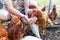 The farmer hand-feeds his hens with grain.