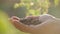 Farmer hand full of organic black currant berries. Black currant harvest.