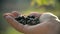 Farmer hand full of organic black currant berries. Black currant harvest.