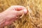 Farmer hand in harvest ready soy bean field