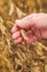 Farmer hand in harvest ready soy bean field