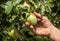 Farmer hand harvesting pears