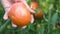 Farmer hand harvesting Ripe tomato fruit on the plant. Harvest of tomatoes in a garden. Ripe tomato fruit on the plant.