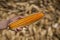 Farmer hand hold ear of yellow and orange maize