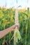 Farmer hand holding fresh peeling corn in agriculture plantation