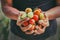 farmer hand holding harvest tomato. concept food