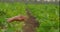 Farmer hand holding and pouring black organic soil. Slow motion