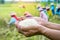 Farmer hand holding uncooked white rice over blur background of people harvesting