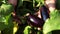 Farmer Hand Inspecting Eggplants in Vegetable Garden, Close-up