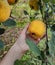 Farmer hand picking quince apple in orchard garden
