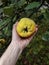 Farmer hand picking quince apple in organic garden