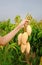 Farmer hand picking and show golden ripe yellow mango fruit in organic farm. Barracuda Mango