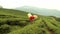 A farmer hand-picking tea leaves from its plant