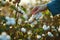 Farmer hand picking white boll of cotton. Cotton farm. Field of cotton plants. Sustainable and eco-friendly practice on a cotton