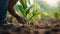 Farmer hand planting corn seedling in the field, Agriculture concept