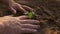 Farmer hand planting a green seedling in soil