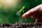 Farmer hand planting sprout tamarind tree in fertile soi