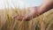 Farmer hand raises up passing through his fingers ears of wheat in the field