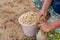 Farmer hand selected bean in farm