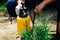 Farmer hand spraying pesticides on thuja tree. Plant diseases and pests protection concept. Garden sprayer