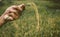 Farmer hand tenderly touching a young rice in the paddy fieldà¹ƒ