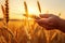 Farmer hand touching wheat ears at sunset. Harvesting concept, hand of worker man taking wheat spikes at sunset close up, AI