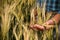 Farmer hand in wheat field