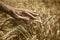 Farmer hand in wheat field