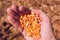 Farmer handful of harvested corn kernels