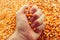 Farmer handful of harvested corn kernels