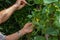 Farmer hands on the bean plant