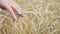 Farmer Hands Check for Ripeness Ears of Wheat