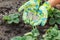 Farmer hands giving chemical fertilizer to young strawberries pl