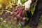 Farmer hands in gloves holding bunch of beetroot in garden